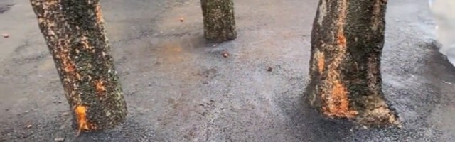 Na Miljakovcu betonirali drveće (VIDEO)