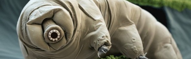 Malo gotovo neuništivo stvorenje slučajno je postalo je prvi stanovnik meseca