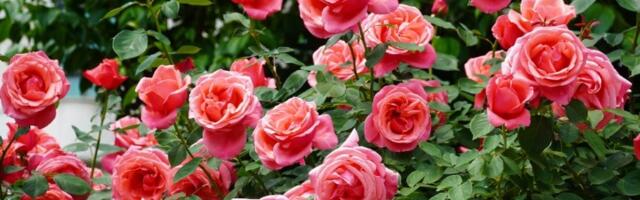 Ubrzajte cvetanje ruža: Stvar koju svi bacamo zakopajte u ZEMLJU i cvetaće kao LUDE