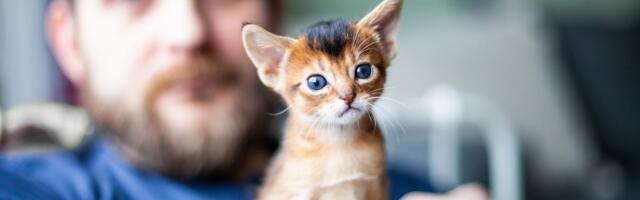 Zašto nas tužne priče o psima i mačkama više pogađaju nego problemi naših komšija i prijatelja