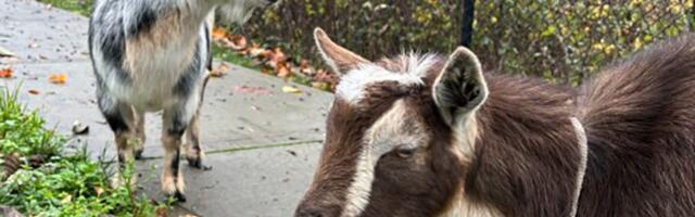 Alarm u Hrvatskoj: Potvrđen novi slučaj kuge malih preživača