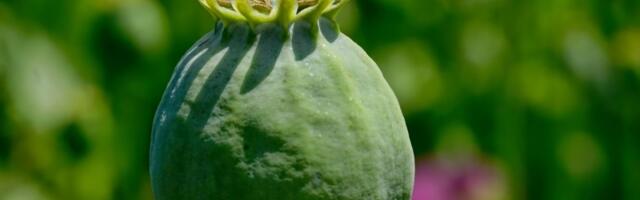 Kako su ljudi nekada ublažavali bol: Ovo su bili prvi oblici anestezije