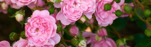 Uradite ovo tokom ranog proleća i vaše ruže procvetaće nikad BUJNIJE