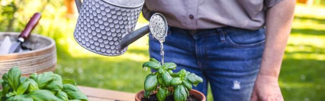 Godinama smo grešili: Nikada ne stavljajte ovo na dno saksije ako želite da vam biljke prežive