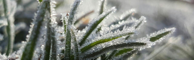 Na 1. maj izmereno -4 stepena: Upaljen žuti meteoalarm, u ovim delovima Srbije je jutros bilo smrzavanje