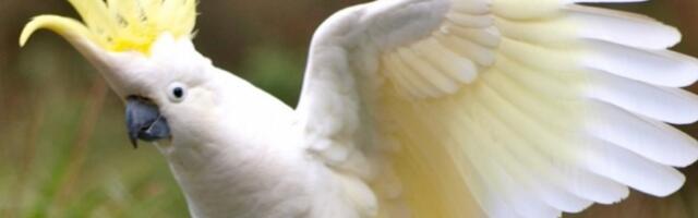 Omiljeni kućni ljubimac - KAKADU PAPAGAJ