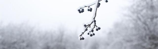 Na Kopaoniku deset centimetara snega, temperatura je minus jedan stepen Celzijusovih