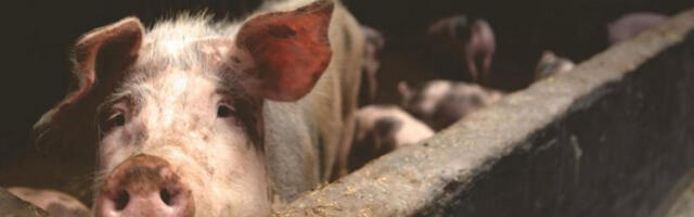​У Србији повећан број свиња