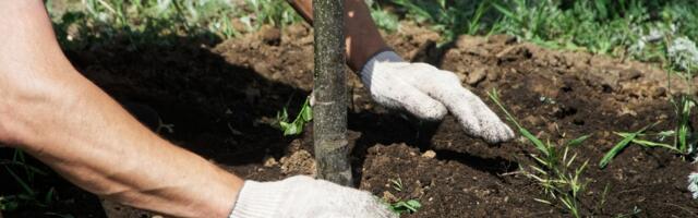 Nikola iz Leskovca (21) sadi drveće gde stigne: Oženio je i prelepu Afrikanku, a njihova priča je filmska