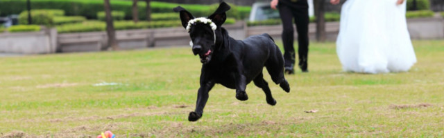 SPAS ZA DUŠU I TELO: Vlasnici pasa su zdraviji, evo zašto