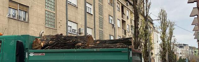 VIDEO: Posečen drvored star 80 godina kod stadiona Vojvodina