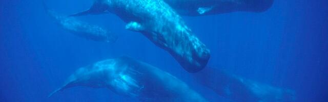 Naučnici objavili neverovatan snimak kitova: Misterija stara 200 godina konačno je rešena