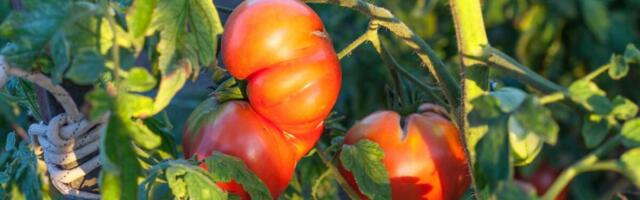 Pospite ovaj prah oko paradajza i gledajte kako raste: Plodovi će biti krupniji, sočniji i biće ih duplo više!