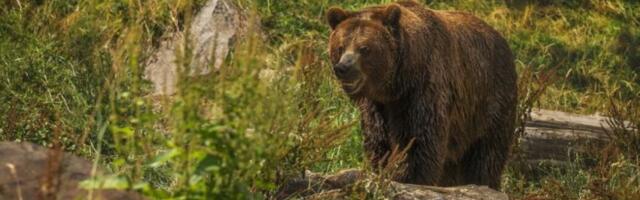 Medved nepozvan upao na sahranu i izazvao haos i paniku među meštanima (VIDEO)