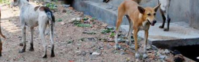 U stanu  pronađena 164 izgladnela I zanemarena psa (VIDEO)