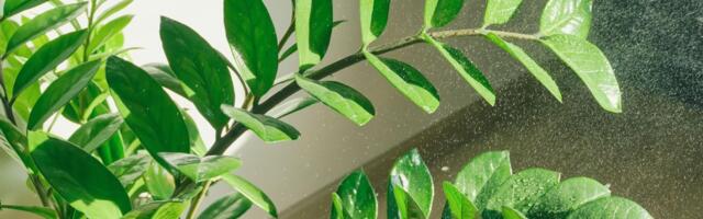 Ako zamiji žute listovi ili se smežuraju, biljka vam šalje upozorenje: Evo šta joj nedostaje