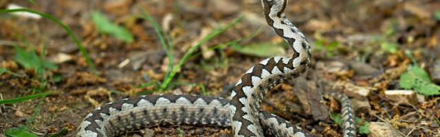 IVAN IZ OSEČINE ZA 4 DANA UHVATIO ČAK 9 OTROVNIH ZMIJA Cela zemlja u čudu zbog HORORA u njegovom dvorištu: Ako vas ujedu, jednu stvar NI SLUČAJNO ne radite FOTO