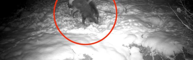 Snimljen "nepar" na srpskoj planini! Kamera uhvatila scenu iz vica kraj pojila: "Pravo je umeće preživeti..."