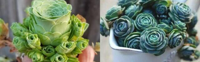 Sukulenti koji izgledaju kao ruže