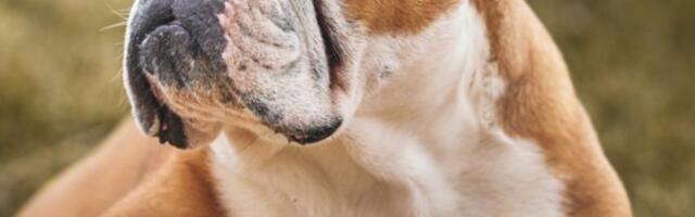 Psi imaju ugrađeni detektor za loše ljude – evo kako funkcioniše