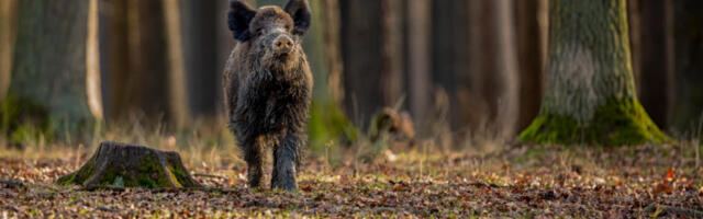 Да ли је епидемија свињске куге изазвана из лабораторије