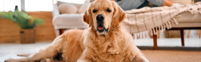 Igre i zabava pod krovom: 3 aktivnosti koje će oduševiti vašeg psa