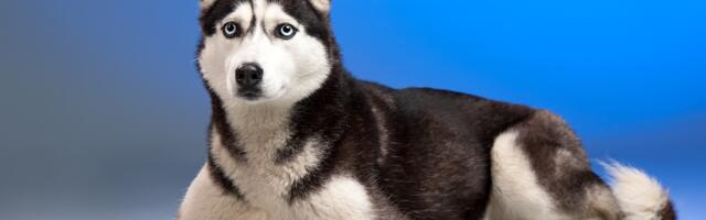 Naučnici objašnjavaju zašto vas pas uvek čeka na vratima