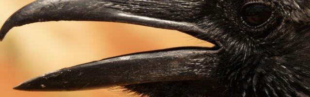 Zašto gavranovi prate vukove?