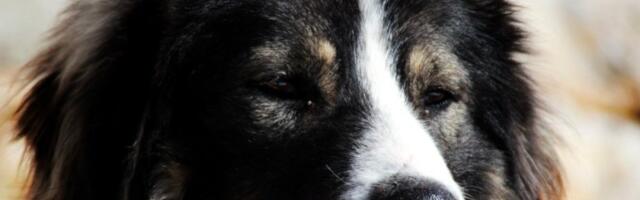 Domaći pas čeličnog zdravlja: Skoro nikada nije bolestan - izgledom i temperamentom je prava zverka