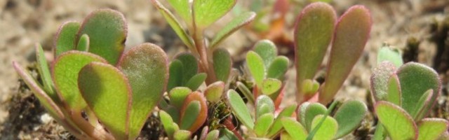 Kada čujete koliko su ove biljke zdrave POŽELEĆETE DA IH UVEK IMATE U SVOM DOMU! 5 korova sa najviše hranljivih sastojaka!