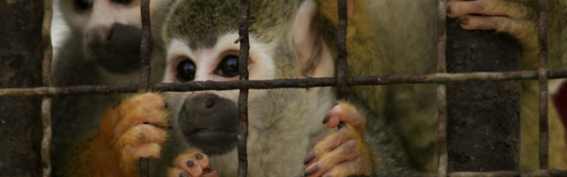 Tigrovi i delfini na trpezi