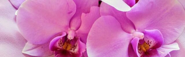 Greške koje UBIJAJU vaše orhideje! Evo kako da vam cvetaju kao LUDE