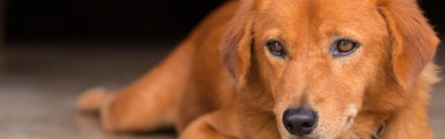 I psi mogu da budu u pubertetu:  Evo koji su PRVI znaci i kako da izađete na kraj sa “tinejdžerom”