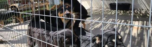 Sistem koji daje rezultate: Aranđelovac smanjio broj napuštenih pasa na ulicama