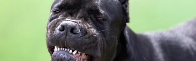 "JA SAM, NORA... NORA!" Vikala je žena s Trošarine braneći se dok su joj psi kidali meso s ruke: Lekari joj se još bore za život