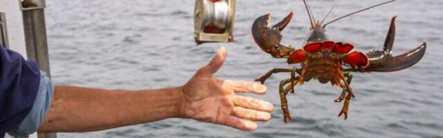 Drska pljačka šokirala sve: Upali u ribarnicu i odneli tonu najskupljih morskih plodova