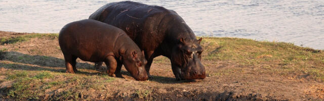Tužan kraj za kokainske nilske konje: Kreće masovni odstrel Eskobarovih “ljubimaca”