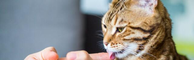 Nije samo ljubav: Razlozi zbog kojih mačke ližu ljude