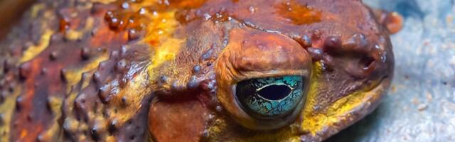 Ovo niko nije očekivao: Evolucija ovih stvorenja zabrinula naučnike