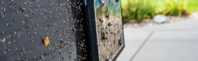 Kako oprati auto od zalepljenih insekata?