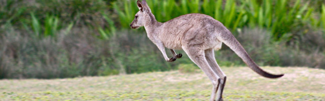 Побегао бијељински кенгур Коки Кол