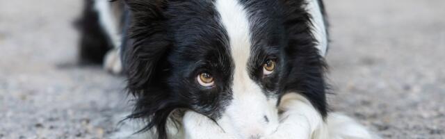 Pas digao stan u vazduh: Uključio šporet, izašao na terasu, a onda se začula eksplozija. Njemu nije ništa!