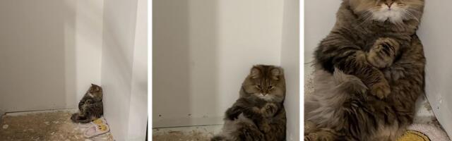 Mačak glumi da je beskućnik: Sibirac Kaj izigrava mučenika kad god njegova vlasnica radi OVO