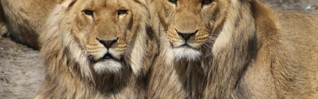 UZNEMIRUJUĆI SNIMAK Lav zgrabio devojčicu (10) dok ga je hranila kroz rešetke u zoo-vrtu u Kini