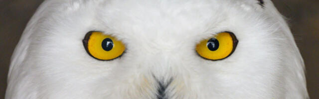 Нова нада за птицу из „Харија Потера”: снежна сова стављена на листу угрожених врста