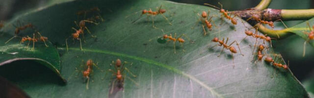 Враћање древној мудрости: када се мрави чудно понашају, значи да стиже циклон