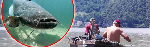 DVA DRUGARA IZ REKE IZVUKLA OGROMNOG SOMA, A ONDA MU IZ USTA IZAŠLO... Monstrum od 2,30 metara izbljuvao nešto JEZIVO na obalu: "Već se sve RASPADALO"