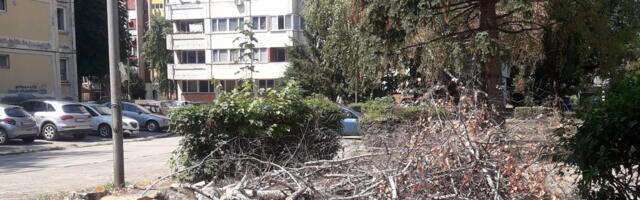 U Dubočici tuga zbog sečenja breza, u Komunalcu kažu da im se produžava životni vek