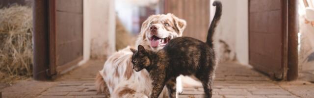 Gotovo svi pričamo sa svojim ljubimcima - I to je sasvim normalno