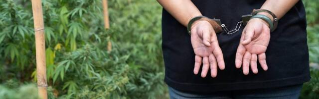 Pet tona marihuane zaplenjeno u selu kraj Kruševca: Dosad najveća zaplena u Srbiji